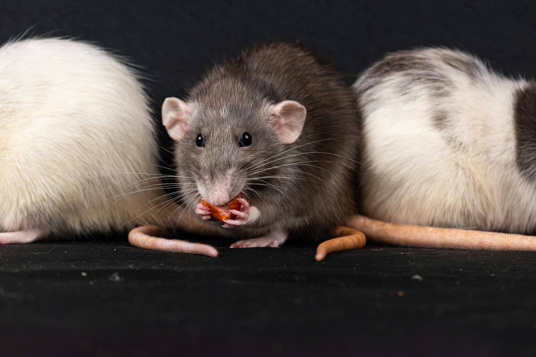 Three domestic rats, including a gray rat, enjoying a snack in a close-up shot.
